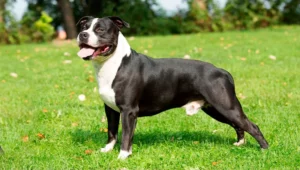Lee más sobre el artículo American Staffordshire Terrier: comportamiento y consejos de crianza