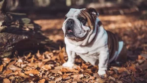 Lee más sobre el artículo Bulldog Inglés: Guía Completa de Cuidados, Salud y Personalidad