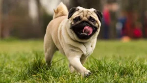 Lee más sobre el artículo Pug (Carlino): Cuidados, salud y curiosidades del pequeño perro simpático