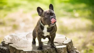 Lee más sobre el artículo Bulldog Francés: Guía de cuidados y consejos para el popular perro de compañía
