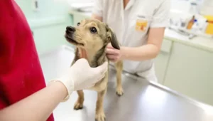 Lee más sobre el artículo Castrar o esterilizar: diferencias, beneficios y cuidados