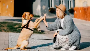 Lee más sobre el artículo Refuerzo positivo en perros: qué es y cómo aplicarlo