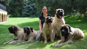 Lee más sobre el artículo Mastín Inglés: Todo sobre el perro gigante y cariñoso para la familia