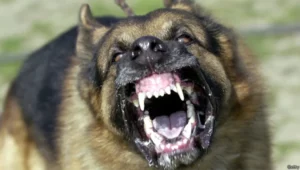 Lee más sobre el artículo Rabia canina: síntomas, prevención y tratamiento