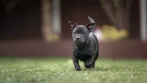 Lee más sobre el artículo Staffordshire Bull Terrier: El famoso “Perro Niñera” y su relación con los niños